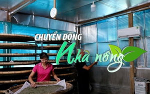 Chuyển động Nhà nông 27/12: Nông dân Lâm Đồng thử nghiệm nuôi tằm trong nhà lạnh