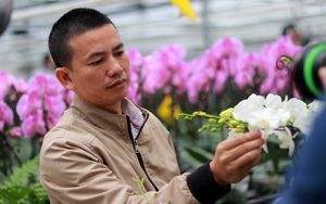 Một nơi ở Hà Tĩnh trồng hoa lan hồ điệp, doanh thu tới 8 tỷ đồng/năm