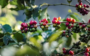 Giá cà phê ngày 28/12: Cà phê tăng đồng loạt do lo ngại nguồn cung, dự báo sản lượng giảm