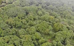Đây là khu rừng nổi tiếng ở Thanh Hóa, mọc một loài cây ra gỗ quý, quy mô lớn nhất Đông Nam Á 
