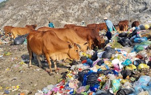 Nuôi bò trong bãi rác lớn nhất tỉnh Ninh Bình ẩn chứa nguy cơ dịch bệnh
