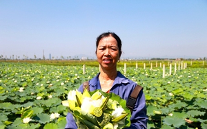 Hà Tĩnh chuyển mình với nông nghiệp xanh kết hợp du lịch sinh thái