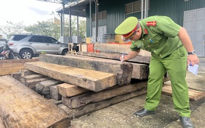 Cảnh sát kinh tế phát hiện lượng lớn gỗ lậu khu vực hồ cá ở Thừa Thiên Huế 