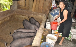 Ở Nghệ An có loại lợn da đen sì, chả cho ăn gì ngoại trừ rau cỏ, bã rượu mà đắt khách dịp Tết