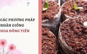 SỔ TAY NHÀ NÔNG: Các phương pháp nhân giống hoa đồng tiền phổ biến