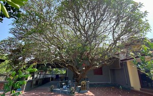 Một cây cổ thụ &quot;thượng thọ&quot; 400 năm tuổi ở Hải Phòng bên miếu cổ thờ một bà Hoàng phi quê Bắc Ninh