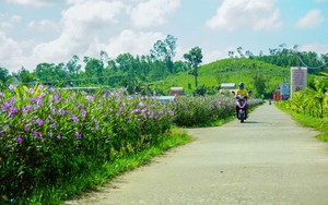 Quảng Nam: Xã Tam Lộc, huyện Phú Ninh đang xây dựng nông thôn mới theo tiêu chí nâng cao
