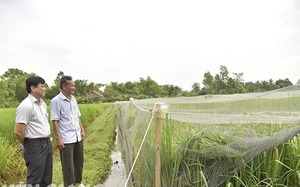 Một nông dân ở Kiên Giang nuôi thành công loài cá đặc sản trong ao đất, bán thu 1 tỷ, lời 700-800 triệu- Ảnh 9.