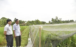 "Trẻ hóa lúa mùa" ở Kiên Giang là gì, tại sao nên "trẻ hóa lúa mùa"?