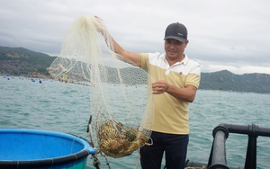 Nuôi thủy sản công nghệ cao trên vùng biển hở ở Khánh Hòa là nuôi kiểu gì mà dân bắt lên toàn tôm hùm to?