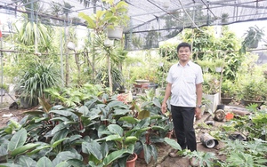 Anh nông dân Đà Nẵng trồng cây cảnh, kinh doanh thêm dịch vụ gì mà thu nhập hàng chục triệu đồng/tháng?