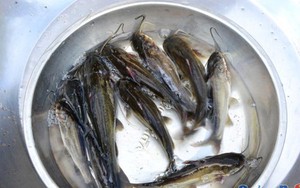 Loài cá ngon ở Quảng Ngãi, nước mặn, nước ngọt, nước lợ đều sống được, nấu với măng chua ngon bá cháy