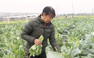 Trồng loại tỏi thơm, nông dân một xã của tỉnh Thái Bình bắt tay với doanh nghiệp bán sang tận Mỹ- Ảnh 2.