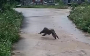 Xuất hiện khỉ hung hãn tấn công 3 người dân và cắn chết 4 con chó ở Quảng Nam