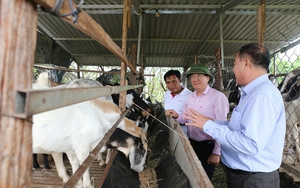 Vốn tín dụng chính sách Ngân hàng CSXH “đuổi” nghèo ở vùng đất nắng gió Ninh Thuận