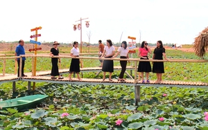 Trồng sen kết hợp làm dịch vụ du lịch sinh thái ở nơi này của Hà Tĩnh đang giúp dân có thu nhập tốt