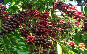 Giá cà phê ngày 5/12: Cà phê Arabica bật tăng, giá cà phê trong nước biến động nhẹ