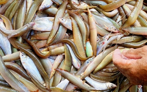 Loài cá đặc sản giàu dinh dưỡng được ví như “sâm nước” miền Tây, bán đắt như tôm tươi