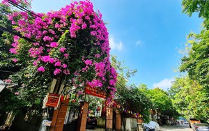 Các con đường, góc phố ở Bắc Giang, Nha Trang, Phan Thiết, hoa giấy tuôn cản chả kịp, tha hồ chụp ảnh 