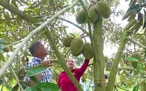 Trồng cây ra loại quả đặc sản bán đắt tiền, nông dân một huyện của An Giang dễ giàu lên