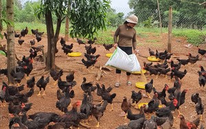 Nuôi gà ta thả vườn ở Bình Định, thịt chắc mà thơm, bán dễ, nông dân này "tự trả lương" 20 triệu/tháng