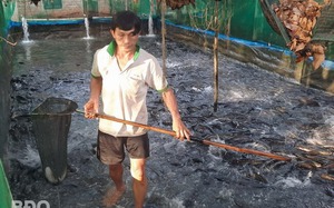 Nuôi loại cá thịt chắc nịch, giàu DHA, một nông dân Bình Định vợt bán cả tấn, giá 55.000-60.000 đồng/kg