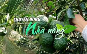 Chuyển động Nhà nông 8/12: Cam sành Vĩnh Long chỉ 2.000 đồng/kg, nông dân lo mất Tết