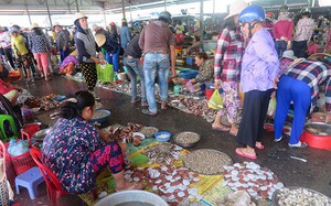 Một chợ cá mua bán tấp nập ở Bình Thuận, trên trời dưới cá ngon, có ốc to lạ, ô tô nối đuôi nhau