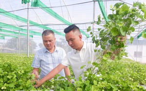 Trồng rau má mà không cần đất, giám đốc HTX ở Thái Bình đem xay thành bột, bán 3 triệu đồng/kg