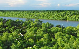 Khu rừng cách trung tâm TP HCM 40km, trên chim trời, dưới cây xanh, nước 3 dòng sông nổi tiếng dồn về