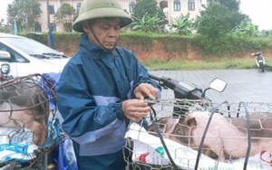 Hội Nông dân Thừa Thiên Huế hỗ trợ lợn giống cho hàng chục hội viên 
