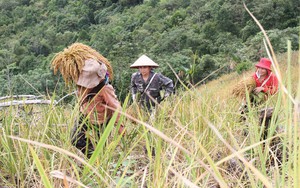 Lên vùng cao Đà Bắc, xem bà con dân tộc Tày thu hoạch "hạt ngọc trời"