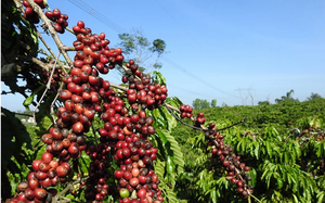 Thủ tướng Chính phủ chỉ đạo về phát triển ngành cà phê và ngành tôm