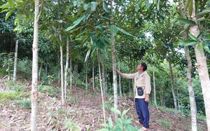 Phát triển cây quế ở Nậm Pồ, người dân được hưởng lợi kép