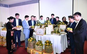 Tuyên Quang: Hơn 5.100ha trồng cam, Hàm Yên đánh thức "mỏ vàng" 100 tỷ đồng