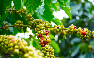 Giá cà phê tăng dựng đứng, cà phê nội tiến dần mốc 44.000 đồng/kg