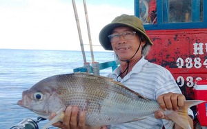 Vì sao dân câu cá thể thao cả nước đổ về vùng biển Phú Yên, kéo con cá mấy chục cân "phê" quá? 