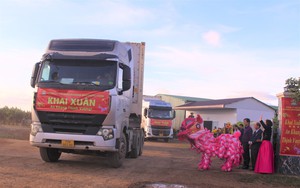 Đắk Lắk "mở hàng" xuất khẩu 10 container chuối sang Trung Quốc