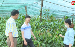 Gác bằng Đại học Mỏ-Địa chất, trai Đắk Nông bỏ Hà Nội về quê trồng thứ rau rừng gì mà bán hút hàng?