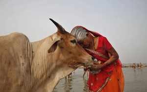 Ấn Độ kêu gọi người dân ôm bò đón lễ Valentine