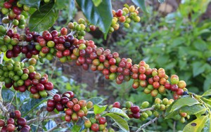 Giá cà phê tăng nhẹ phiên cuối tuần, cà phê nội cao nhất lên 44.000 đồng/kg