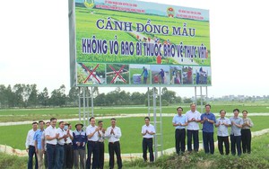 Bắc Ninh: Nông dân Gia Bình bảo vệ môi trường, xây dựng cánh đồng mẫu không vỏ bao bì thuốc BVTV