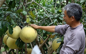 Nông dân Hải Dương “phất lên” nhờ giống bưởi ngoài vàng trong đỏ