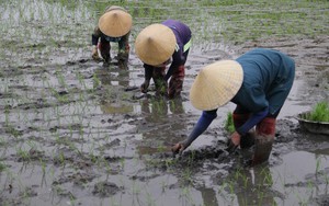 Nghệ An: Còng lưng cấy thuê, cuối ngày chia tiền được hơn nửa triệu đồng, cả người ê ẩm vẫn vui