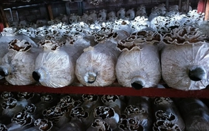 Nấm vân chi là loại nấm gì mà ở một đơn vị ở Vĩnh Phúc trồng thành công, bán 1,2-1,5 triệu/kg