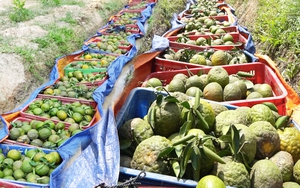 Hội Nông dân Vĩnh Long tham gia hỗ trợ tiêu thụ cam sành cho các nhà vườn