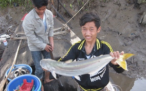 Loài cá "nhát chết" là đặc sản ở Việt Nam ăn cực kỳ tốt cho sức khỏe, nhưng càng ngày càng hiếm