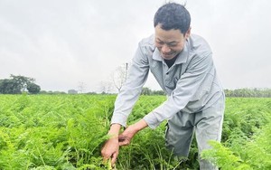 Một ông nông dân Hải Dương quyết "di cư" cà rốt về trồng ở vùng đất mới, ai ngờ thu ngay tiền tỷ 