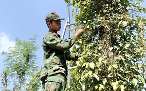 Bà Rịa - Vũng Tàu: Gần 300 bộ đội xuống vườn giúp nông dân thu hoạch tiêu