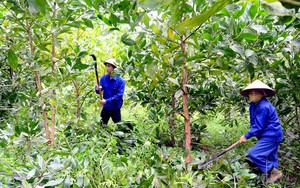 Chuyển đổi số trong nông nghiệp ở Thái Nguyên, quản lý cây xanh, cảnh báo cháy rừng sớm bằng phần mềm